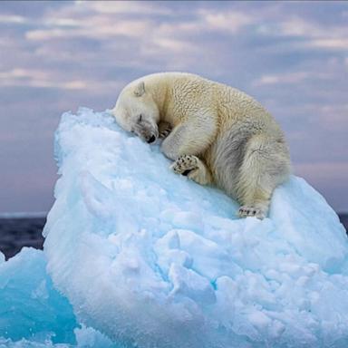 VIDEO: Powerful photo of polar bear wins 2023 Wildlife Photographer of the Year