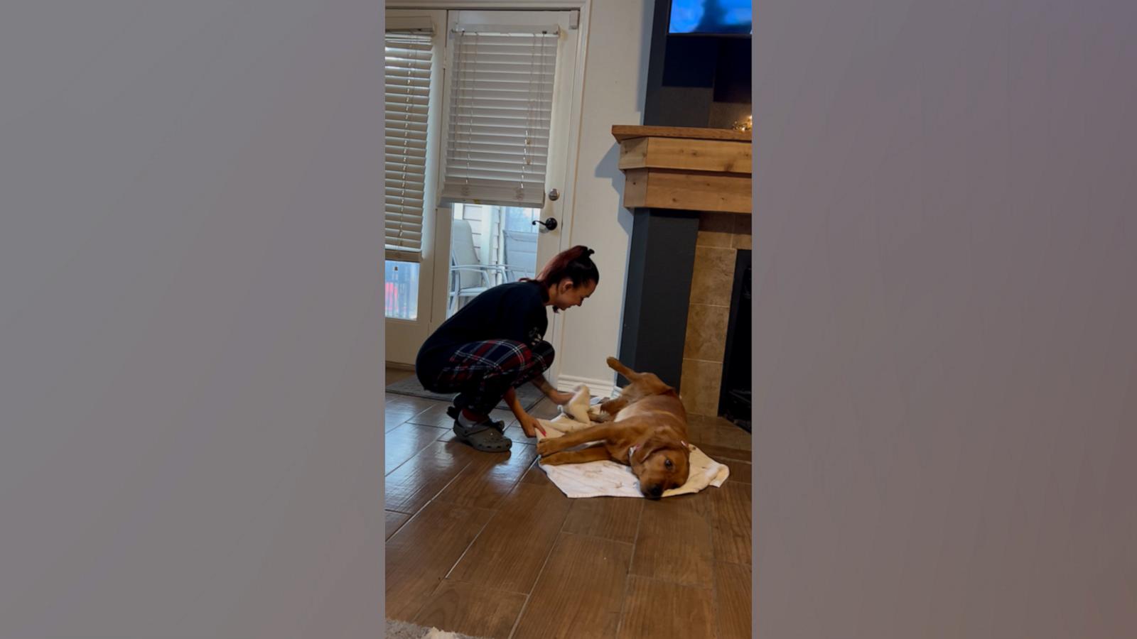 VIDEO: Golden Retriever perfects her drill coming indoors after a rainy-day
