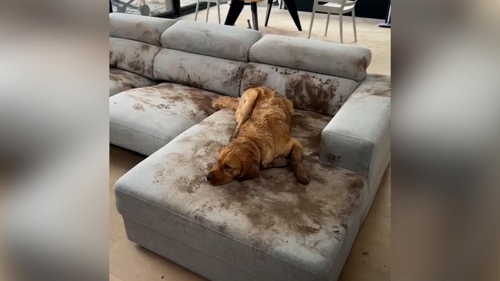 VIDEO: Golden retriever turns living room couch into mud pit