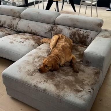VIDEO: Golden retriever turns living room couch into mud pit