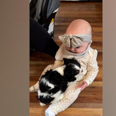 VIDEO: Puppy adorably climbs into baby's lap 