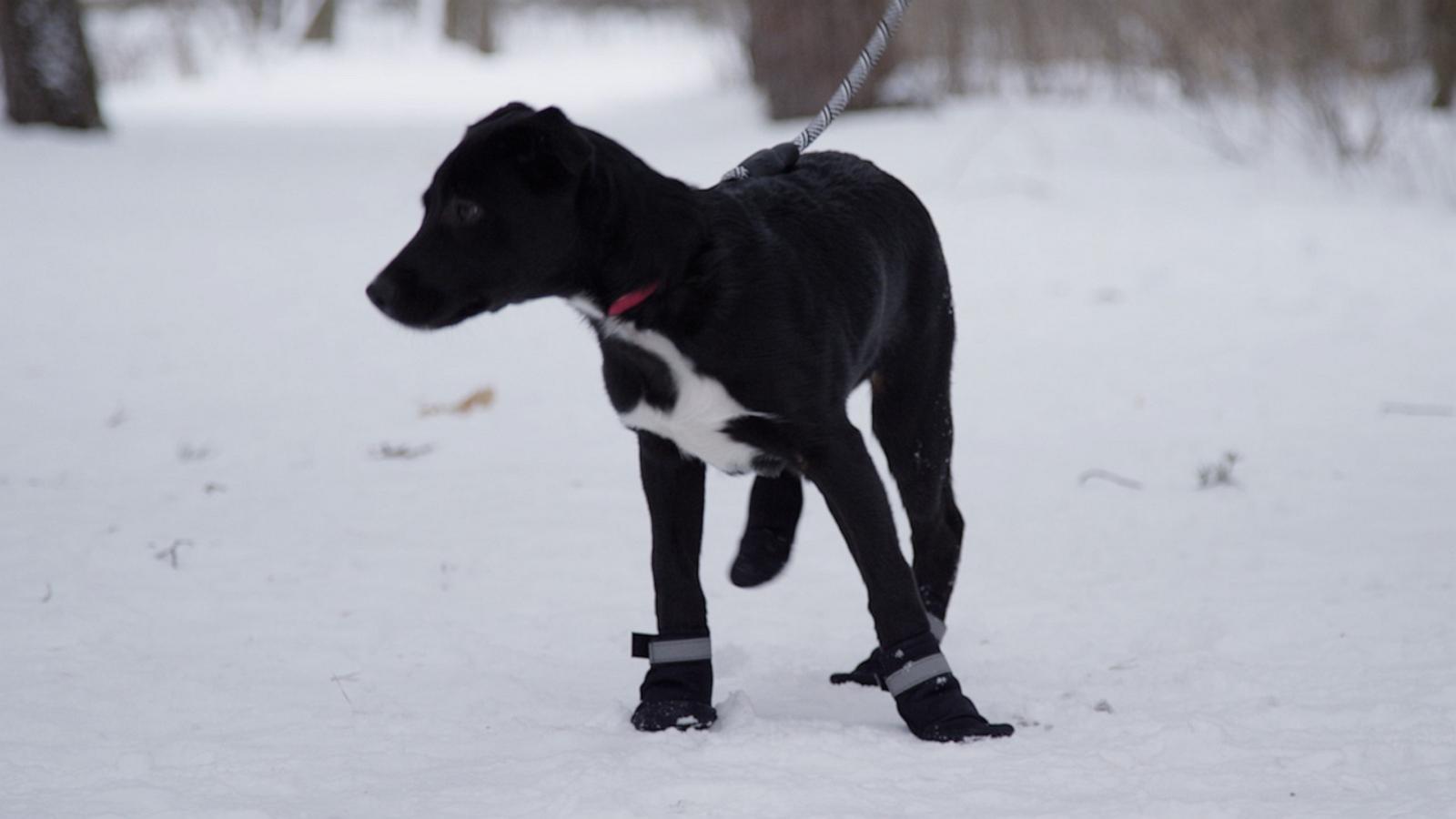 VIDEO: How to keep pets safe in cold weather