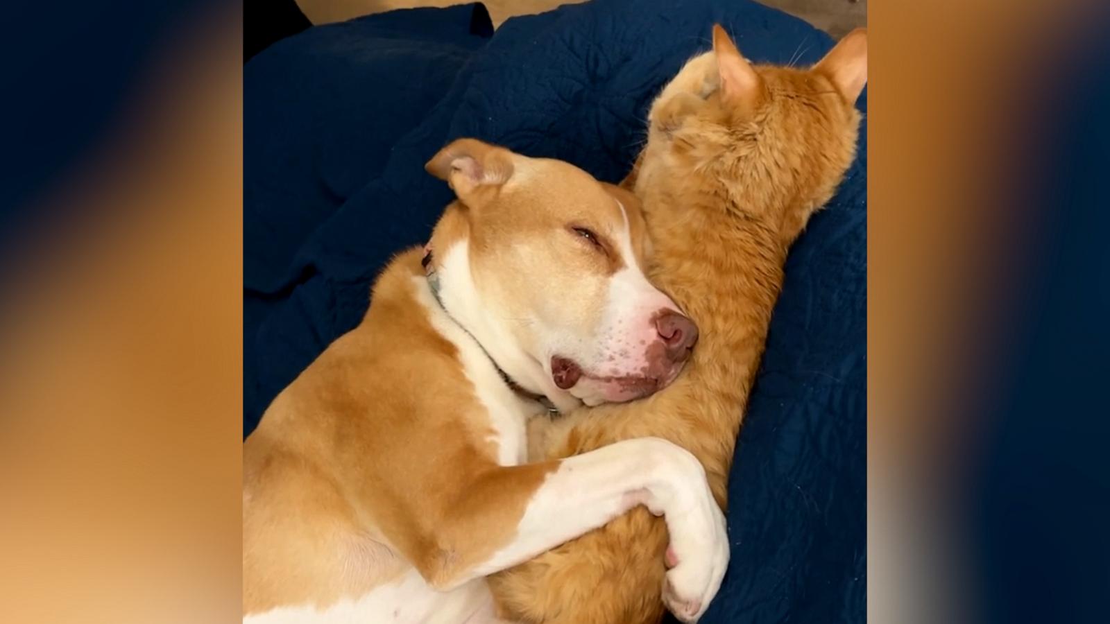 VIDEO: Precious cat and dog love holding each other while they sleep