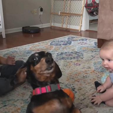 VIDEO: Family dog wants all of the attention