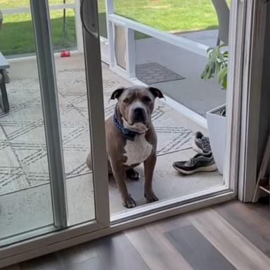 VIDEO: Adorably patient dog doesn't realize sliding door to backyard is wide open