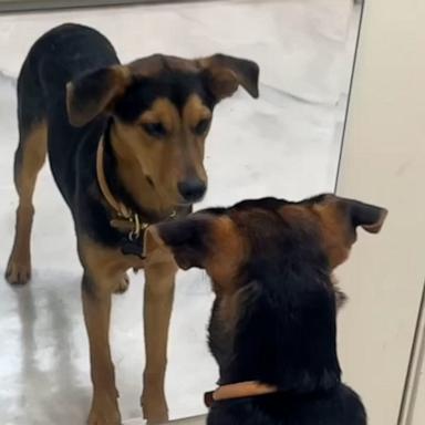 VIDEO: 7-month-old puppy reacts to seeing his own reflection