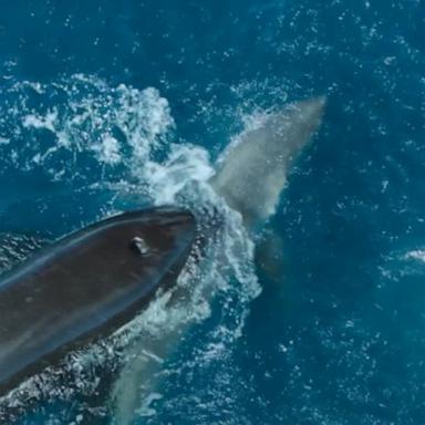 VIDEO: Orca takes down great white shark on camera