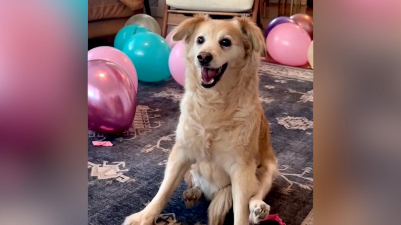 VIDEO: Partially paralyzed dog celebrates 13th birthday in style