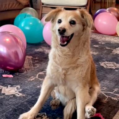 VIDEO: Partially paralyzed dog celebrates 13th birthday in style