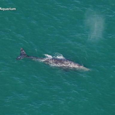 VIDEO: Rare gray whale sighting in the Atlantic