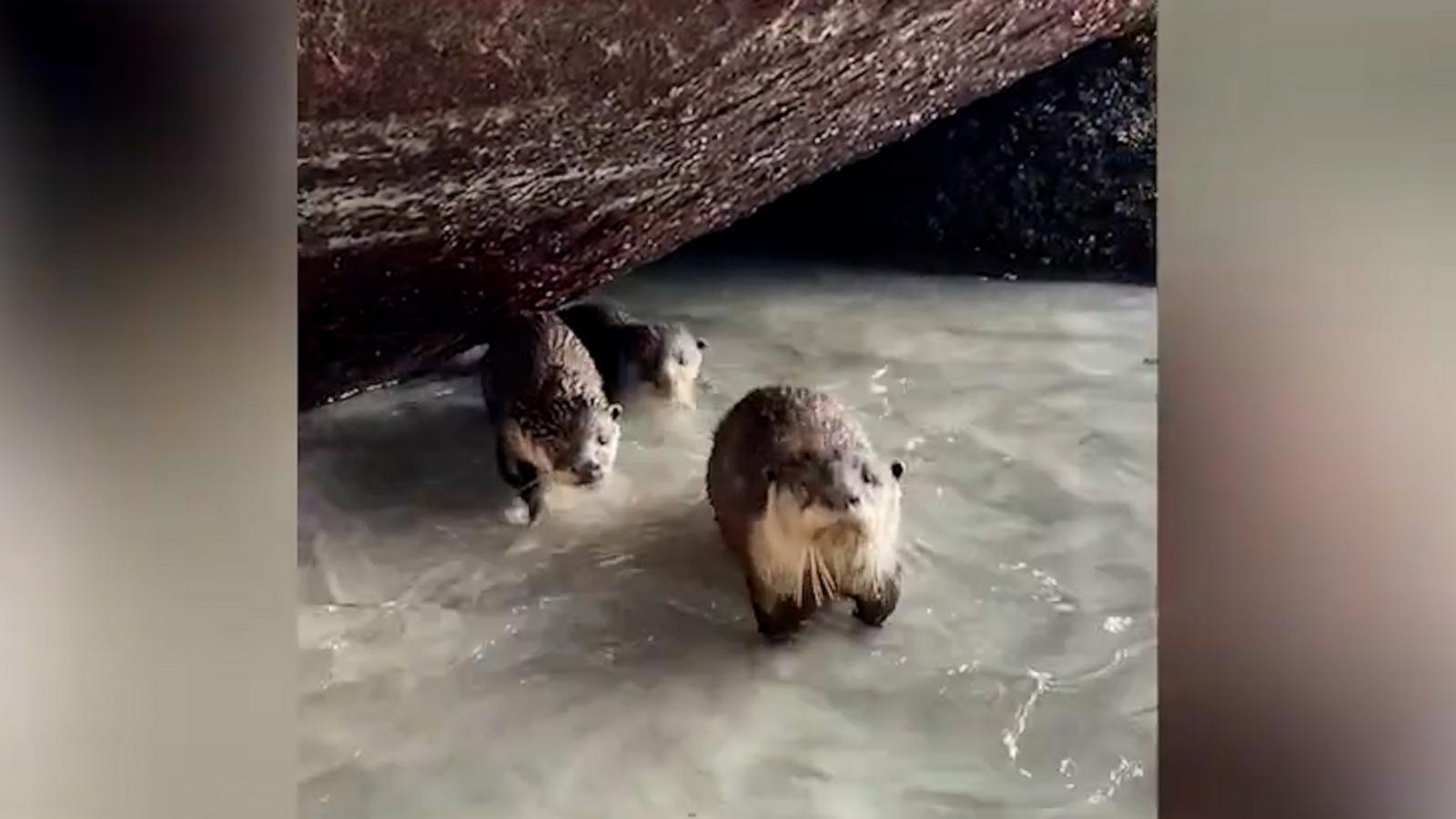 VIDEO: Playful family of otters spotted on South African beach