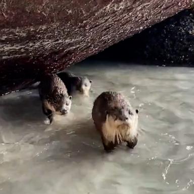 VIDEO: Playful family of otters spotted on South African beach 