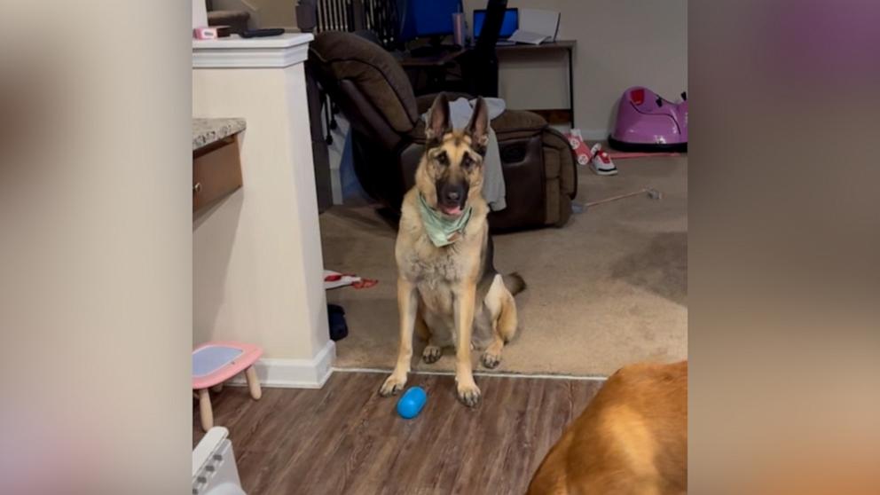 Dog has excited reaction when hearing her favorite song | GMA