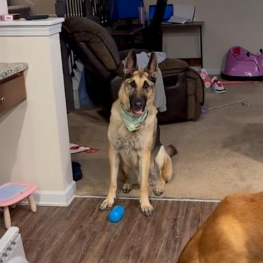 VIDEO: Dog has excited reaction when hearing her favorite song