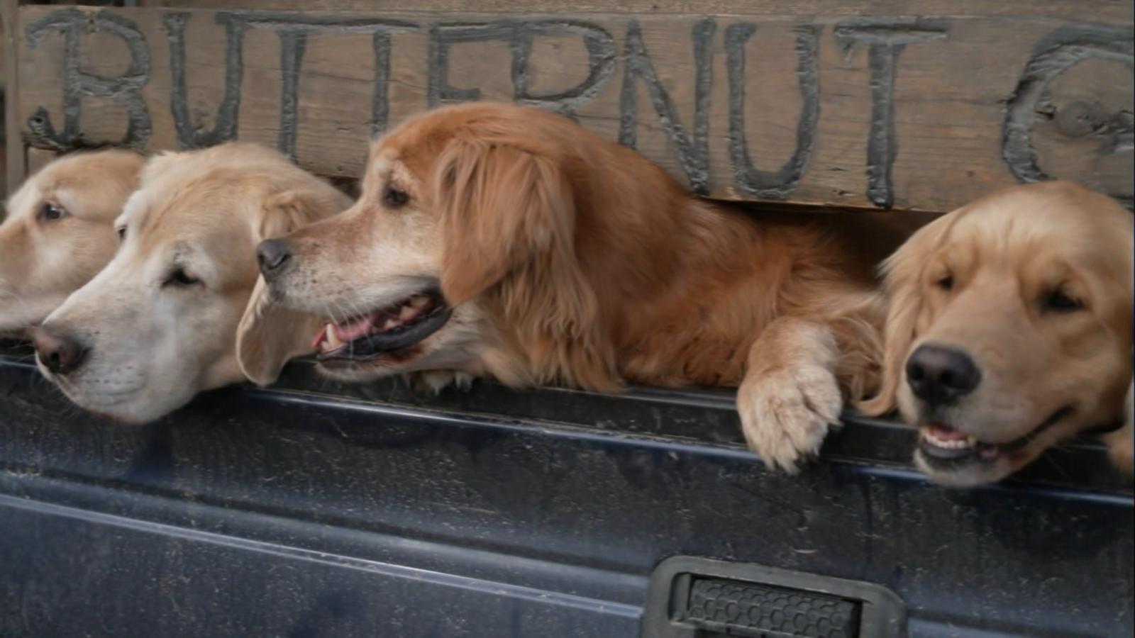 PHOTO: A "happy" of Butternut Goldens at Golden Dog Farm in Vermont.