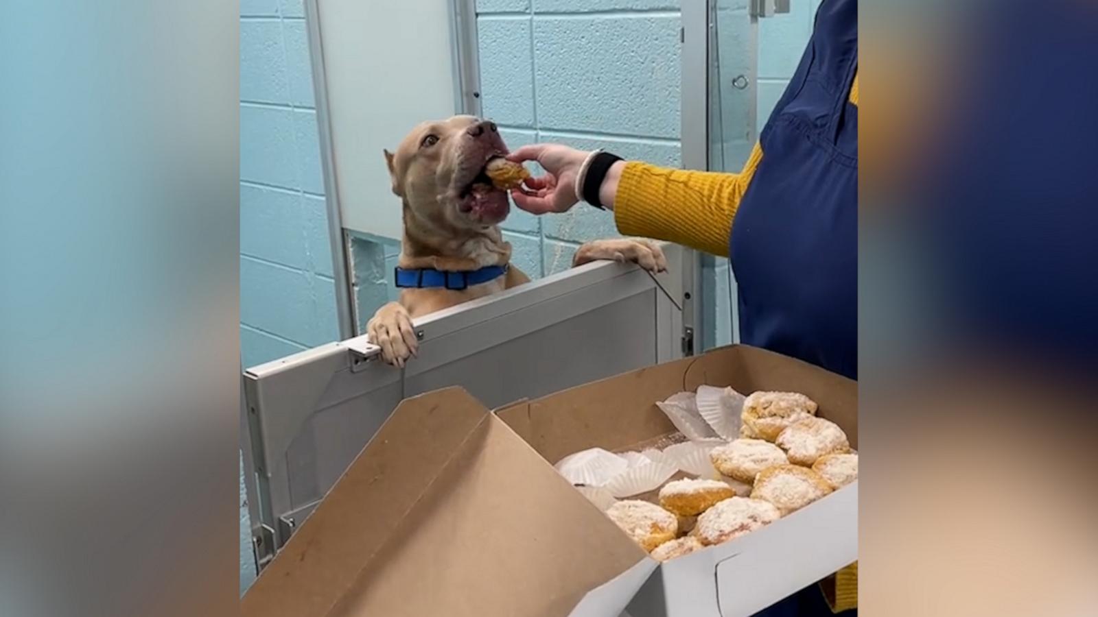 VIDEO: Shelter dogs get treated to donuts for Polish holiday