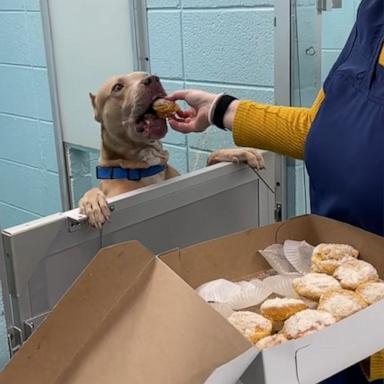 VIDEO: Shelter dogs get treated to donuts for Polish holiday