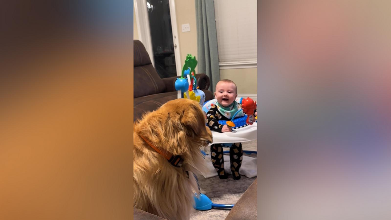 VIDEO: Golden retriever unimpressed by baby's hilarious antics