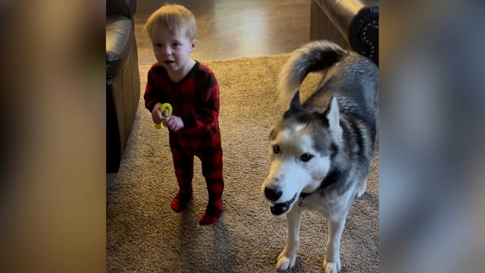 VIDEO: Mom and husky teach toddler to howl