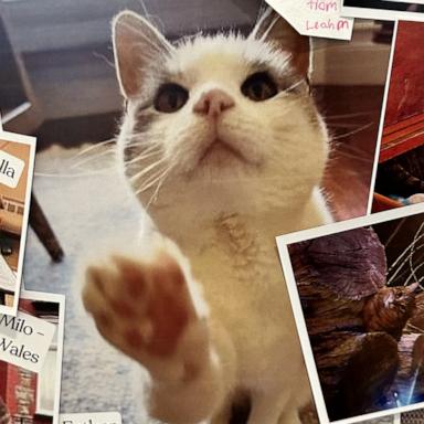VIDEO: This library is letting people pay late fees with photos of their cats