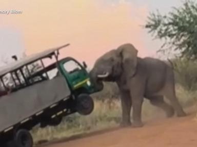 WATCH:  Elephant caught on camera attacking safari truck
