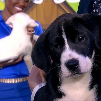 VIDEO: Celebrating national puppy day