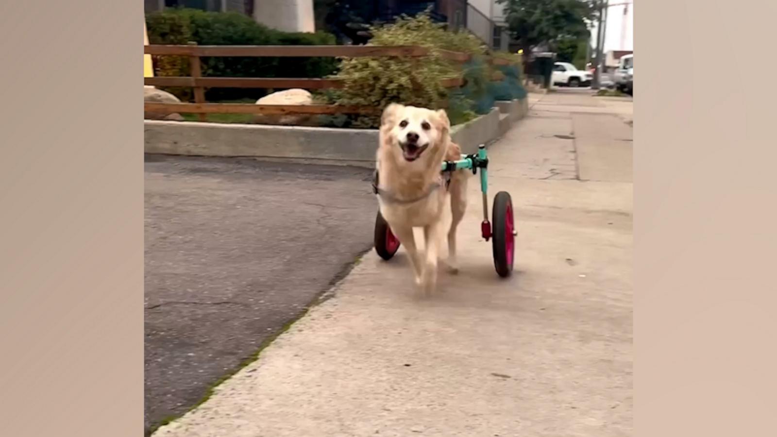 VIDEO: This wheelchair assisted pup is so excited for her afternoon walk