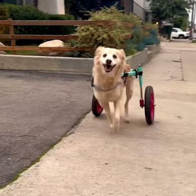 VIDEO: This wheelchair assisted pup is so excited for her afternoon walk 