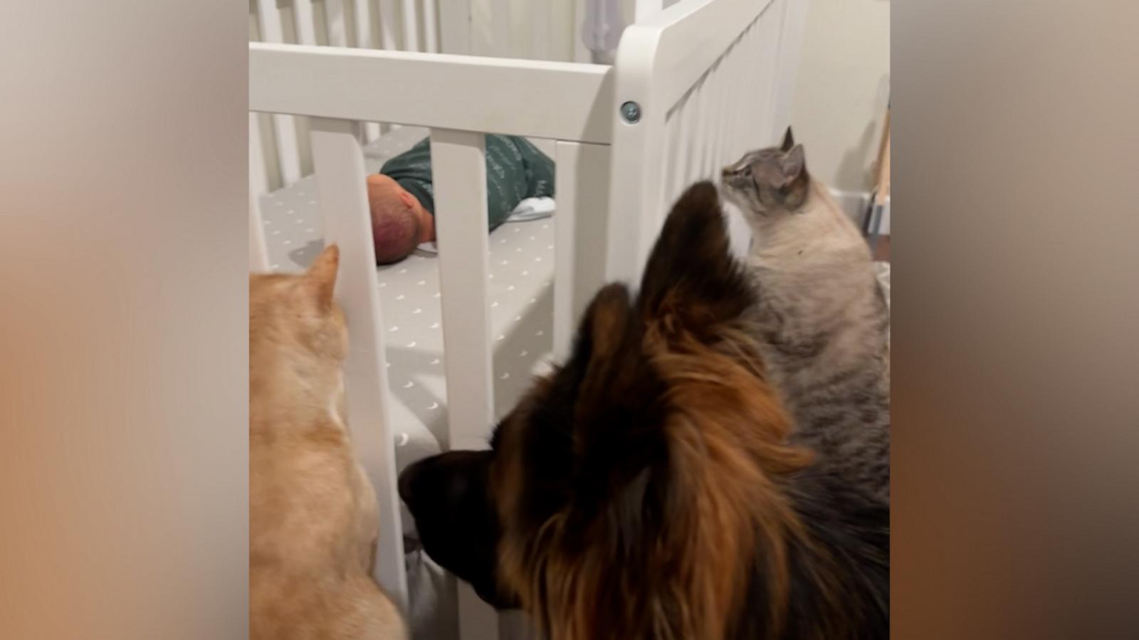 VIDEO: Family pets curiously inspect newborn in his crib