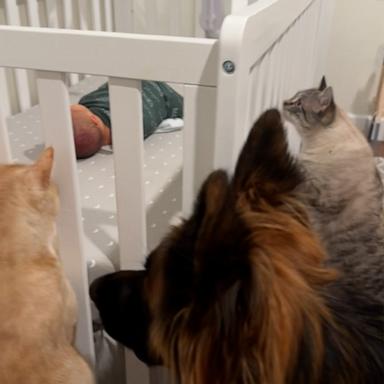 VIDEO: Family pets curiously inspect newborn in his crib