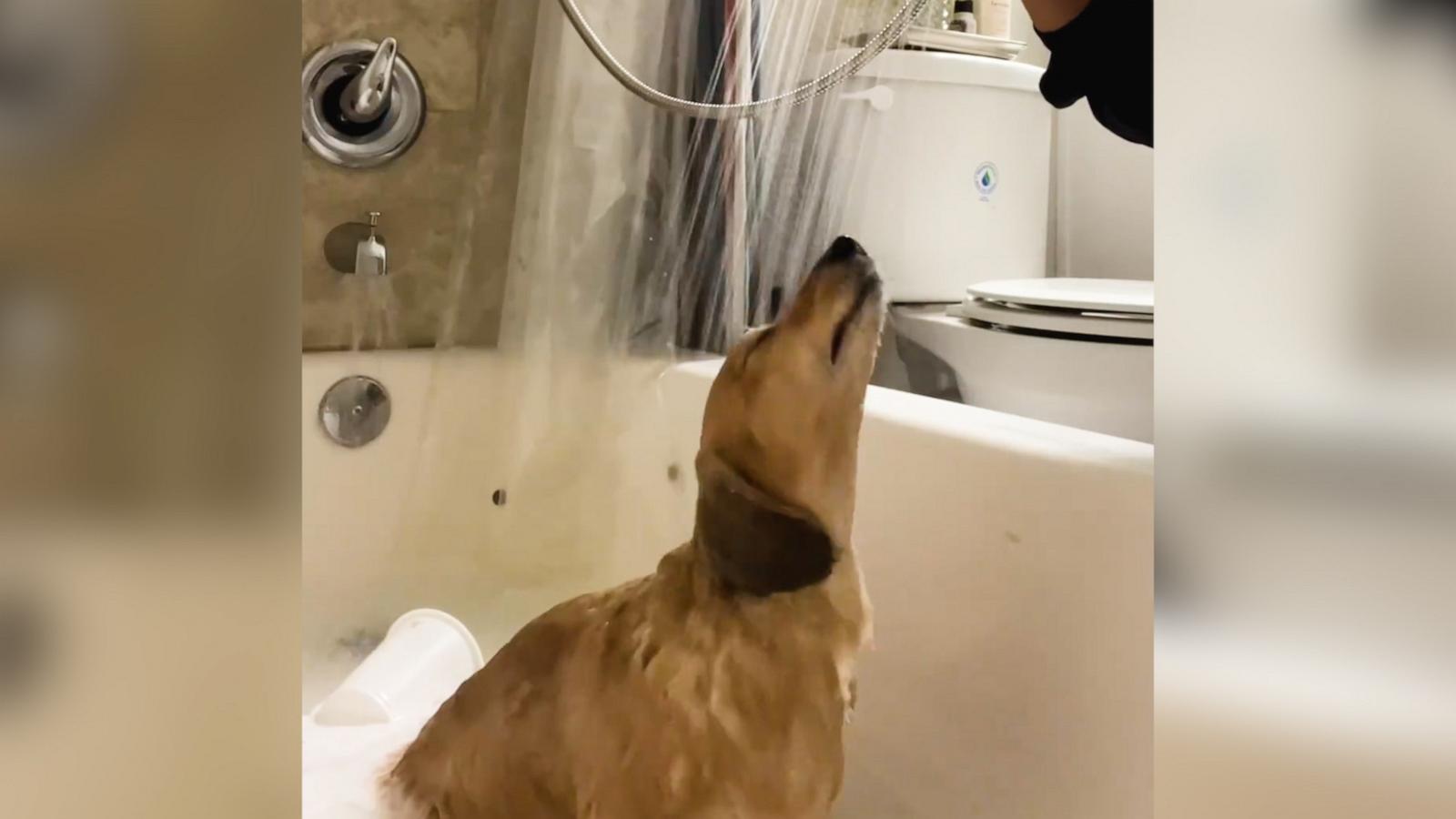 VIDEO: Watch this happy dachshund enjoy his shower time