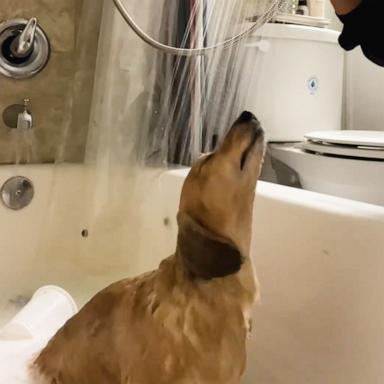 VIDEO: Watch this happy dachshund enjoy his shower time