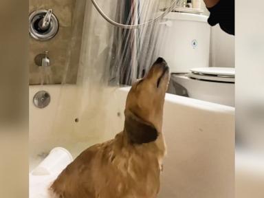 WATCH: Watch this happy dachshund enjoy his shower time