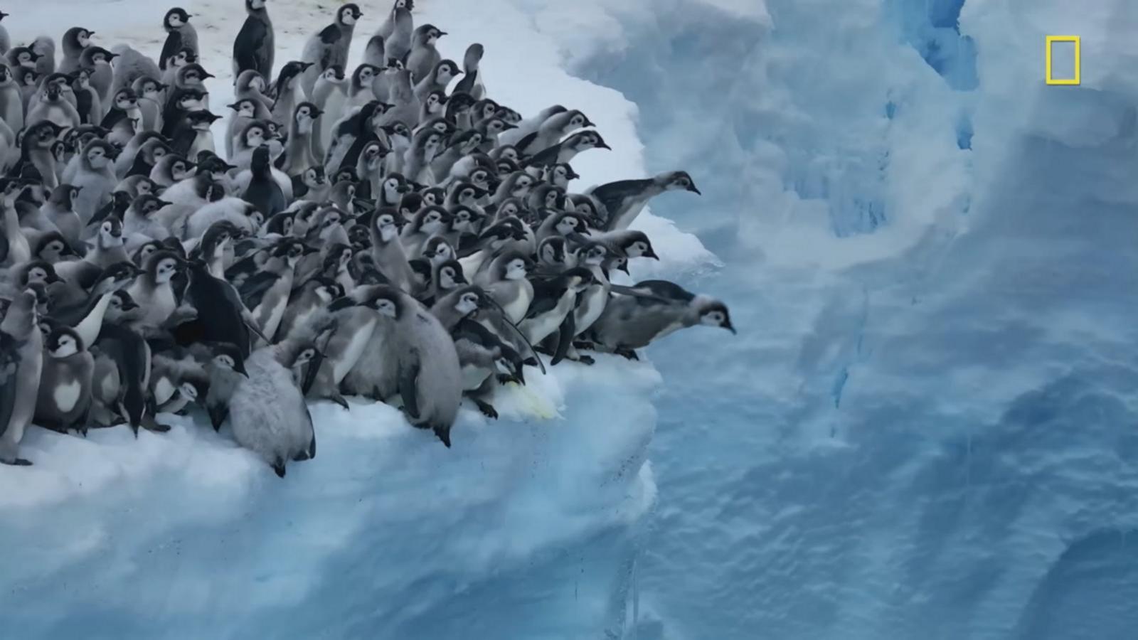 VIDEO: Baby penguins seen cliff diving on camera for 1st time