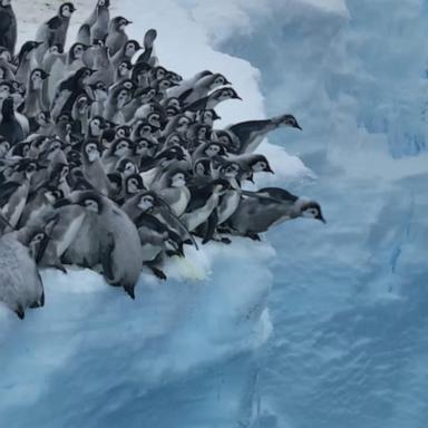 VIDEO: Baby penguins seen cliff diving on camera for 1st time