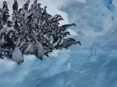 WATCH:  Baby penguins seen cliff diving on camera for 1st time