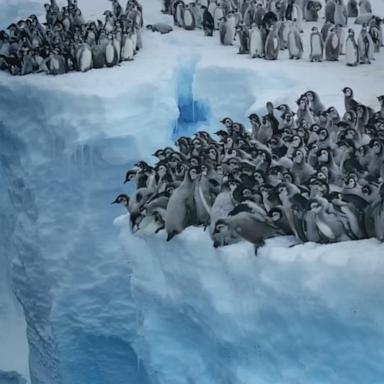 VIDEO: Baby penguins cliff-dive in adorable clip