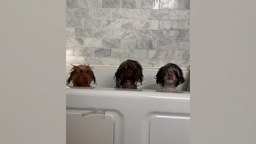 VIDEO: 3 shih tzus pop their heads up above a tub mid-bath