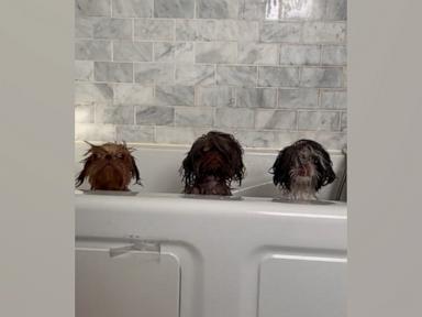 WATCH:  3 shih tzus pop their heads up above a tub mid-bath