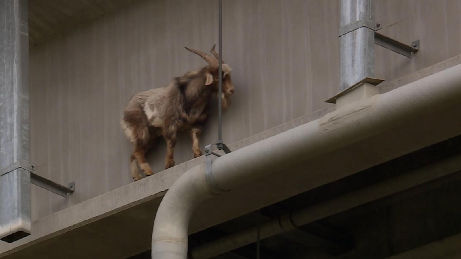 VIDEO: Goat rescued from bridge reunited with owners