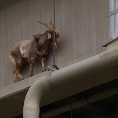 VIDEO: Goat rescued from bridge reunited with owners