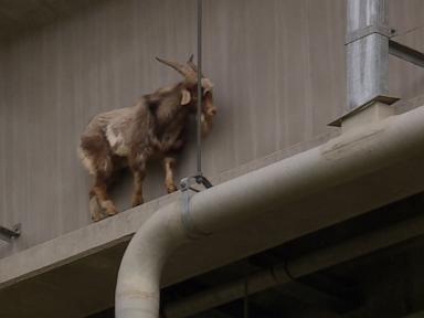 WATCH:  Goat rescued from bridge reunited with owners