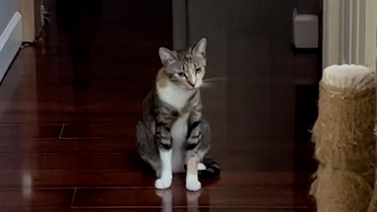 VIDEO: This vocal cat sounds like she's showing off her singing skills