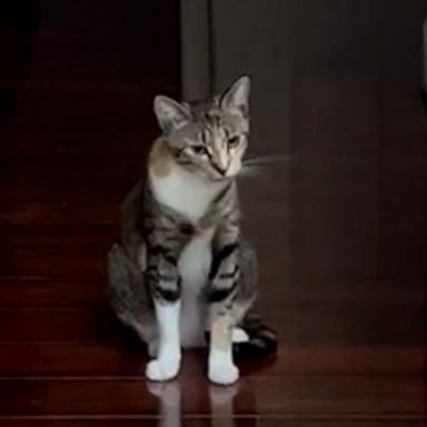 VIDEO: This vocal cat sounds like she's showing off her singing skills