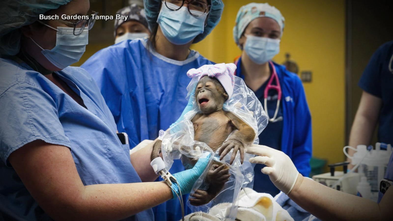 VIDEO: Baby orangutan born at Florida zoo