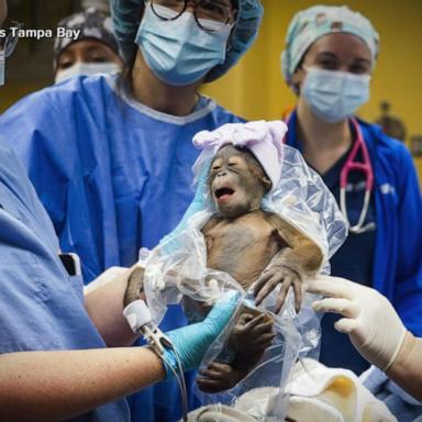 VIDEO: Baby orangutan born at Florida zoo