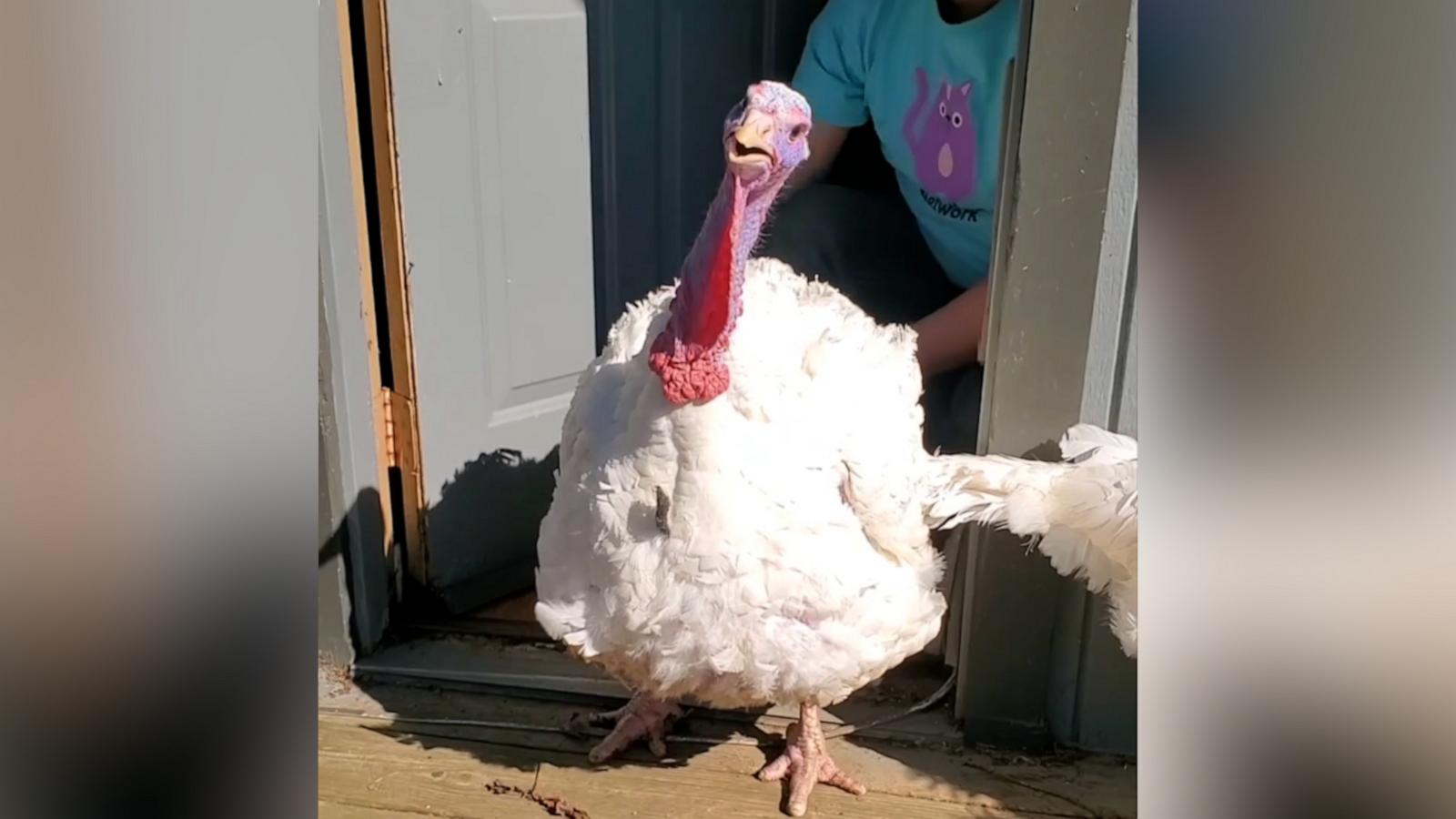 VIDEO: Turkey rescued from slaughterhouse experiences sunlight for 1st time