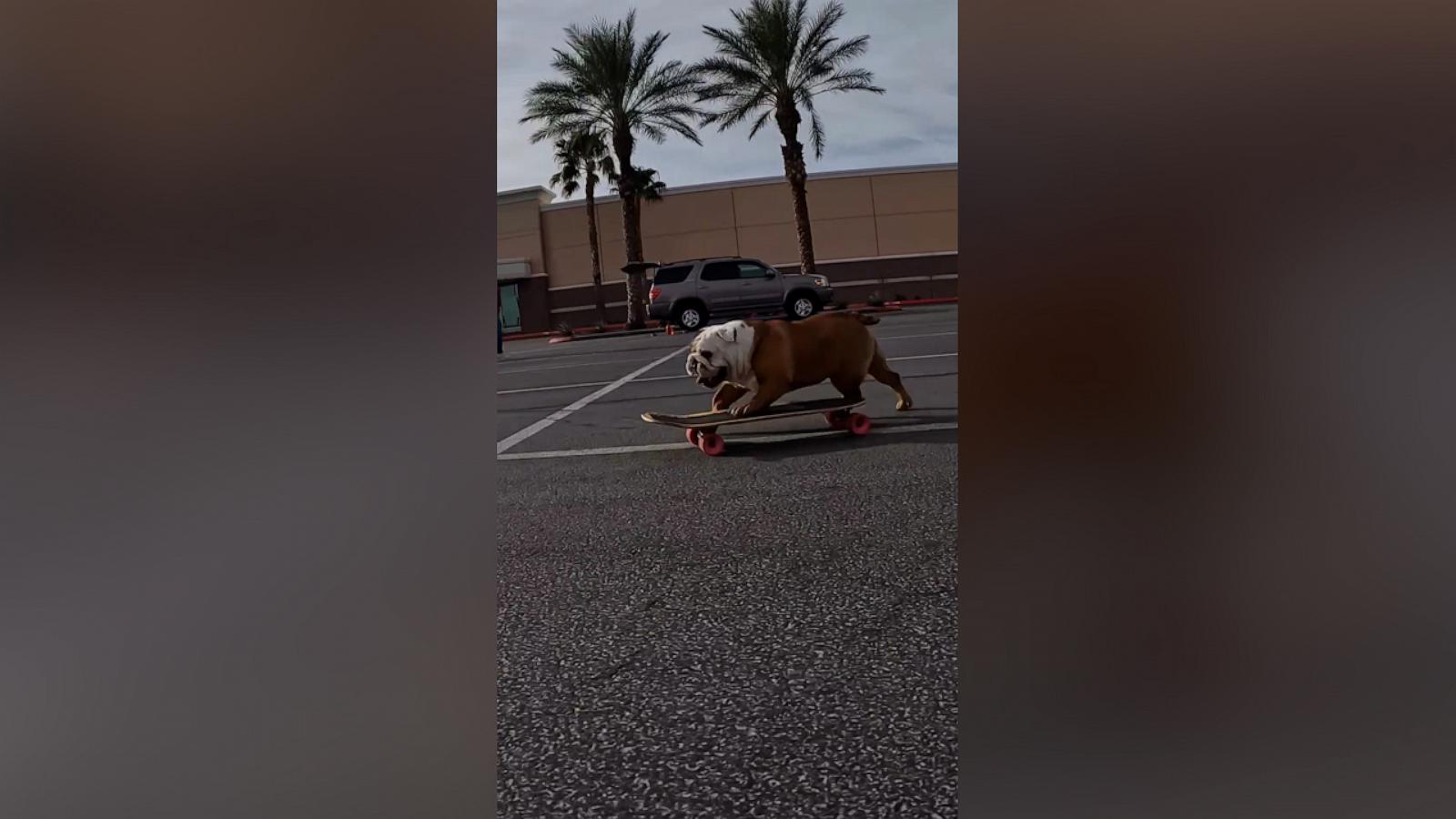VIDEO: Check out this dog's moves on a skateboard