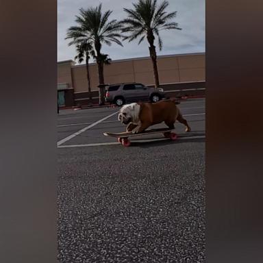 VIDEO: Check out this dog's moves on a skateboard