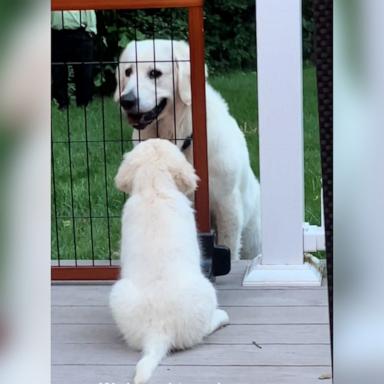 VIDEO: Watch the moment this dog patiently introduces himself to his new puppy brother